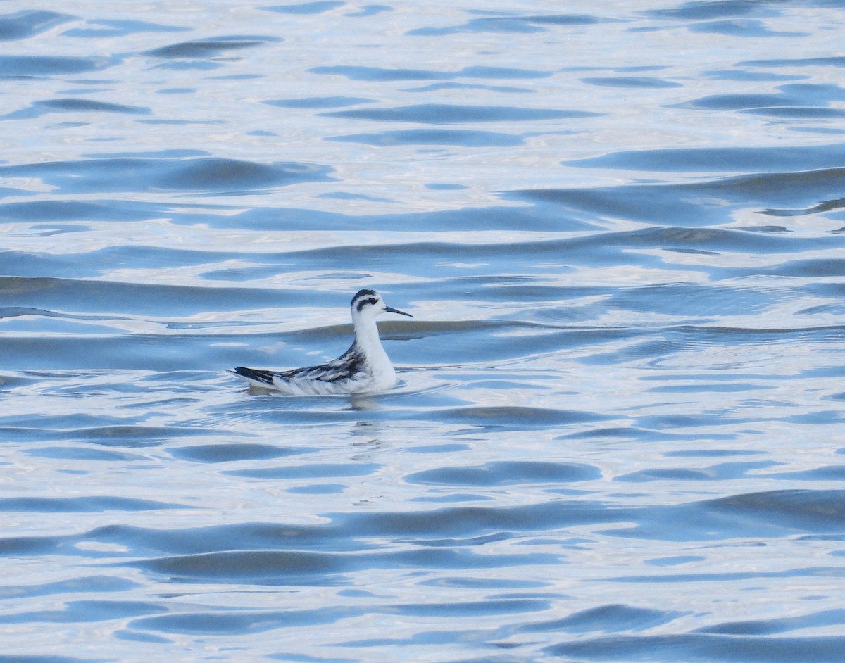 Red-necked Phalarope - ML642989116