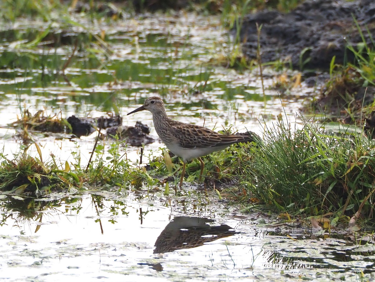 Pectoral Sandpiper - ML642989117
