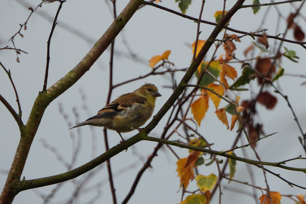 gulstillits - ML642989118