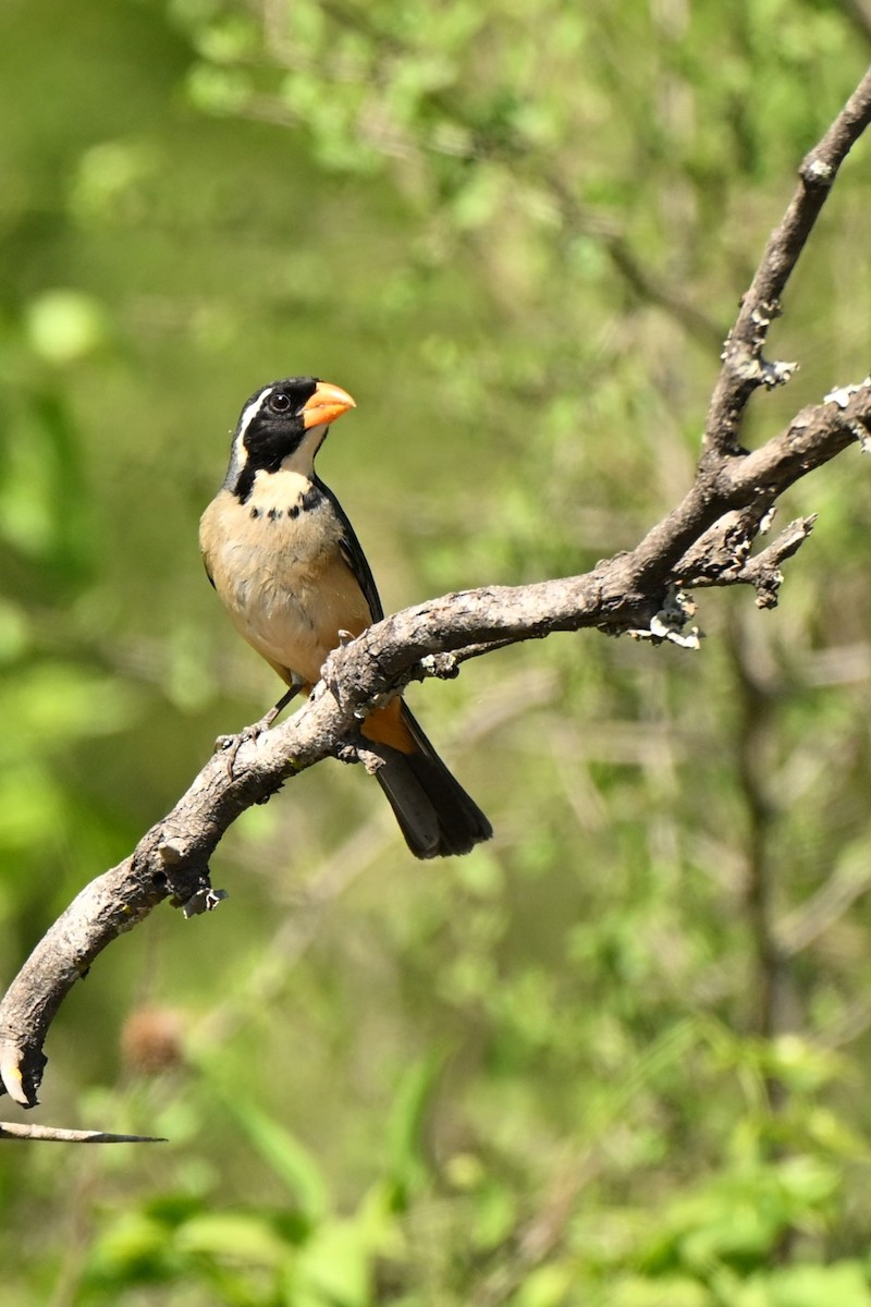 Golden-billed Saltator - ML642989130