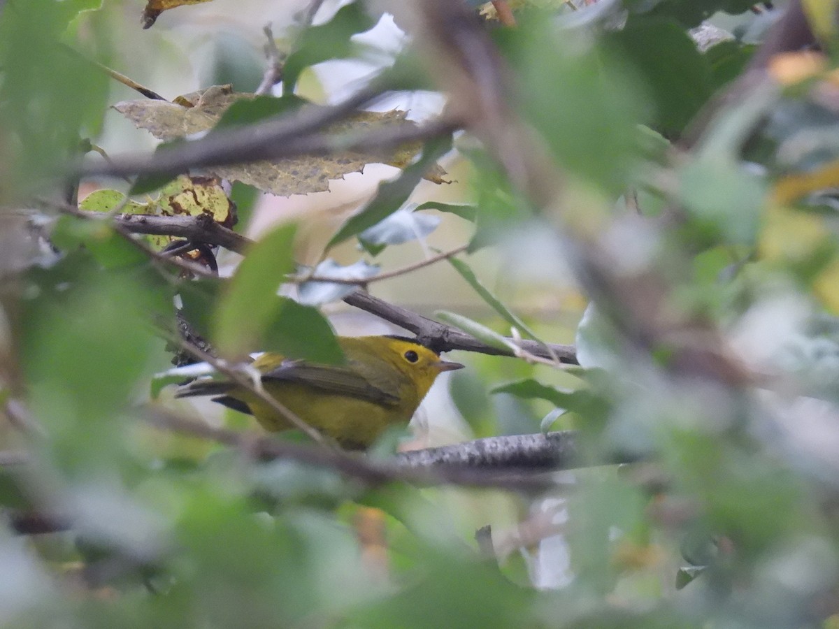 Wilson's Warbler - ML642989133