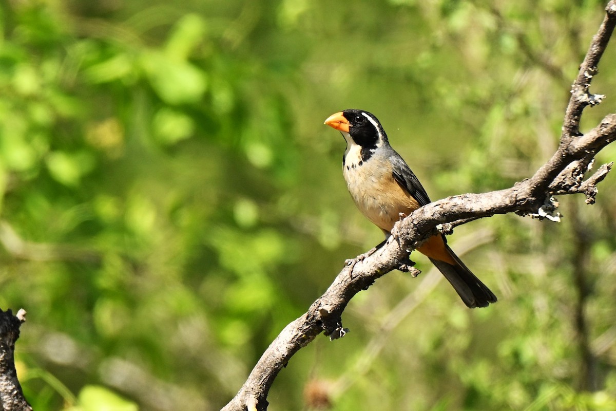 Golden-billed Saltator - ML642989141