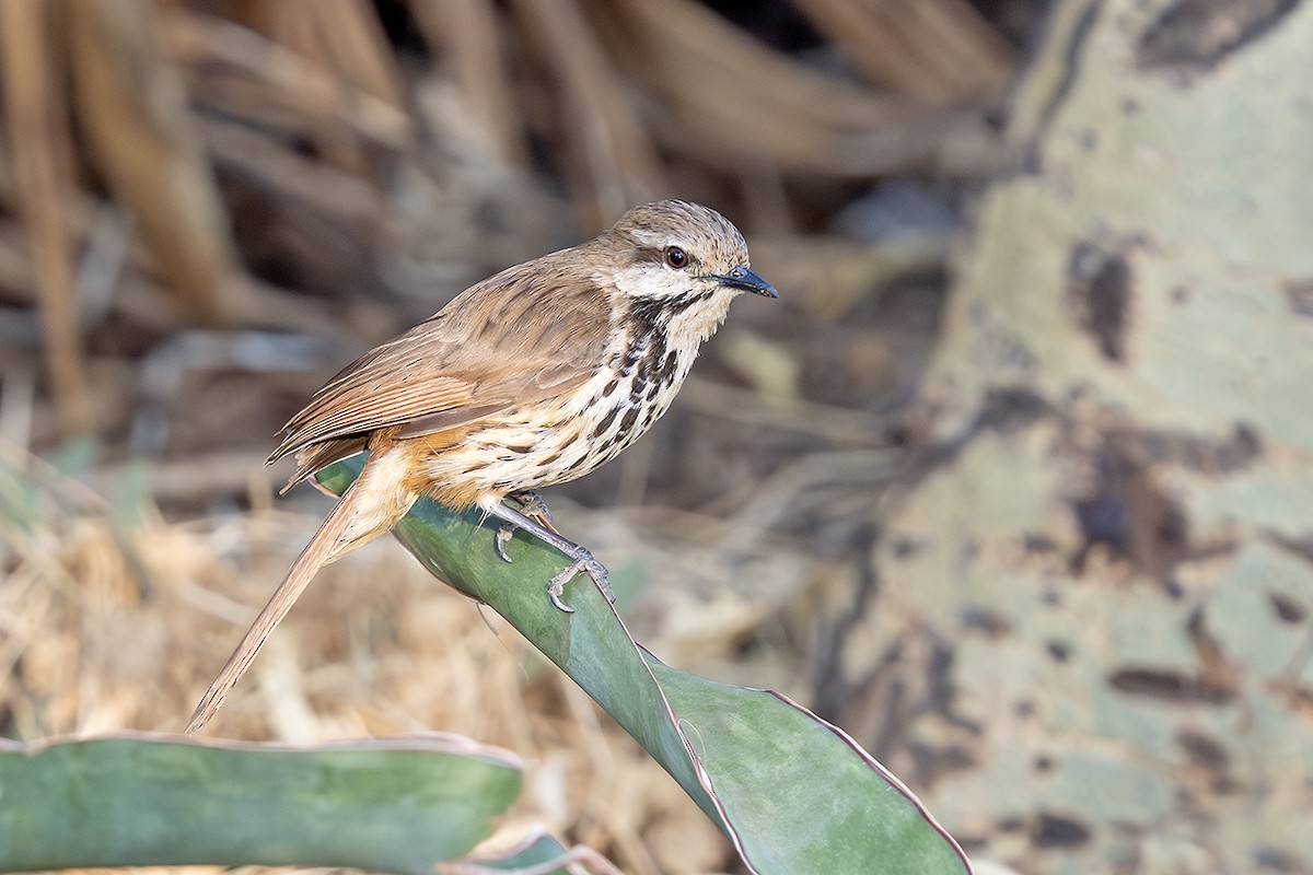 Spotted Morning-Thrush - ML642989144