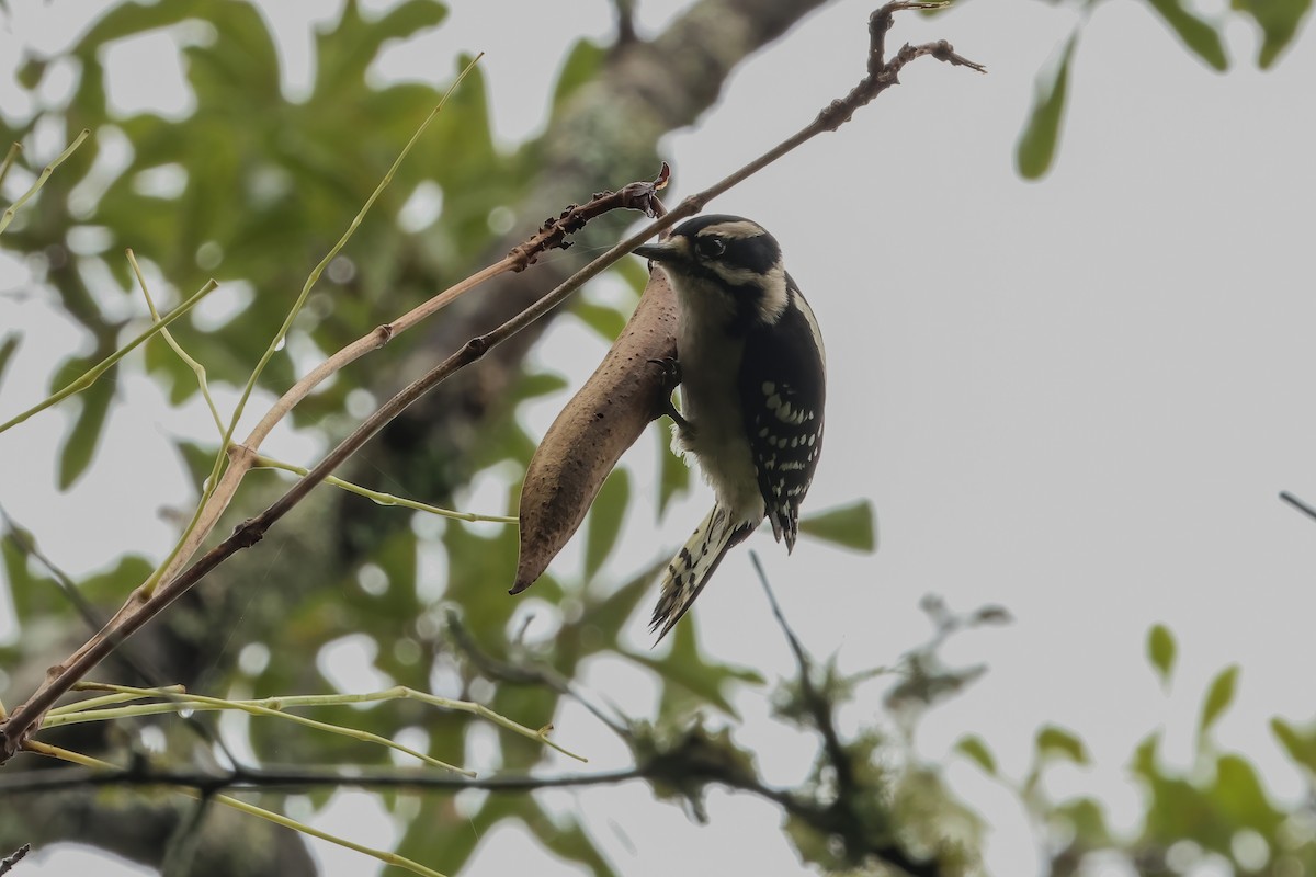 Downy Woodpecker - ML642989149