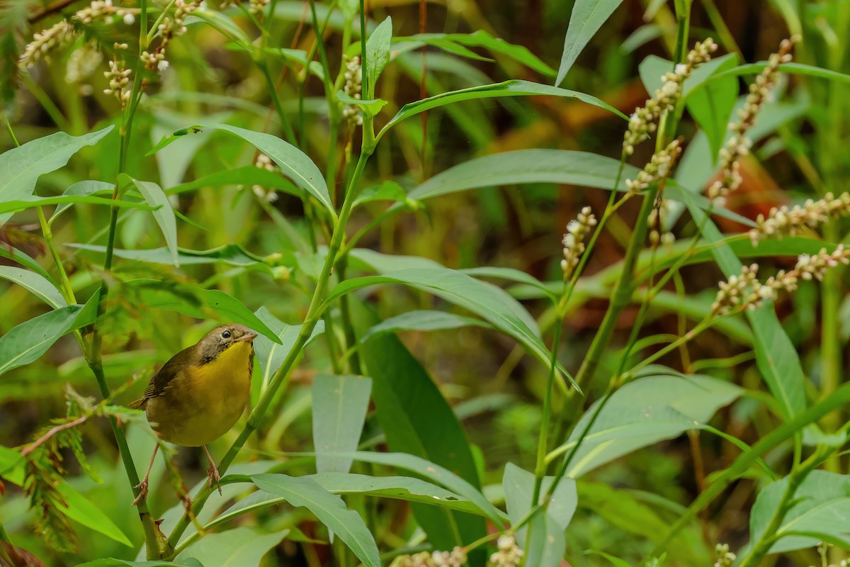 Common Yellowthroat - ML642989154