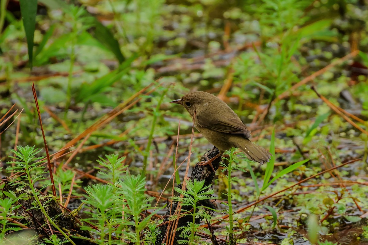 Common Yellowthroat - ML642989155