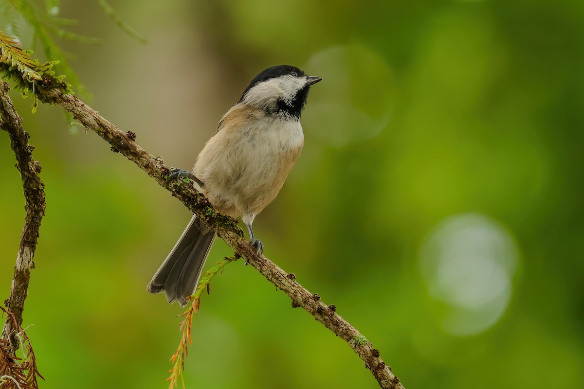 Carolina Chickadee - ML642989160