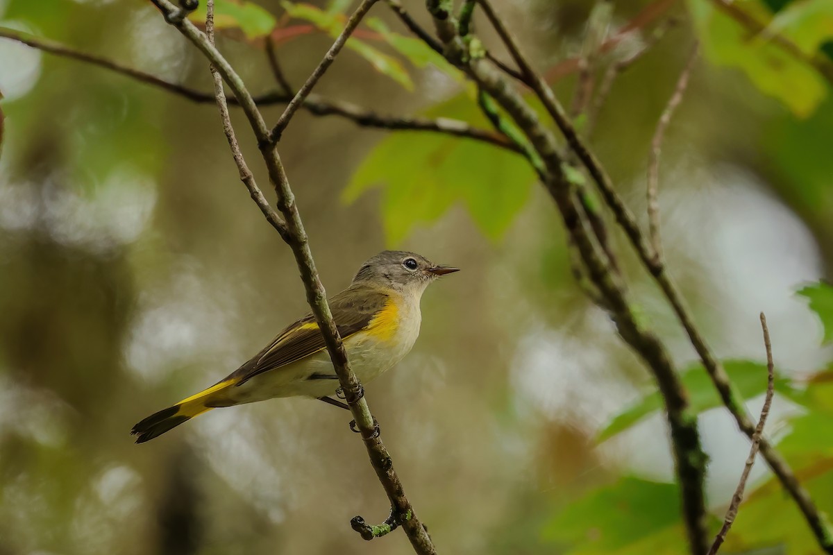 American Redstart - ML642989165