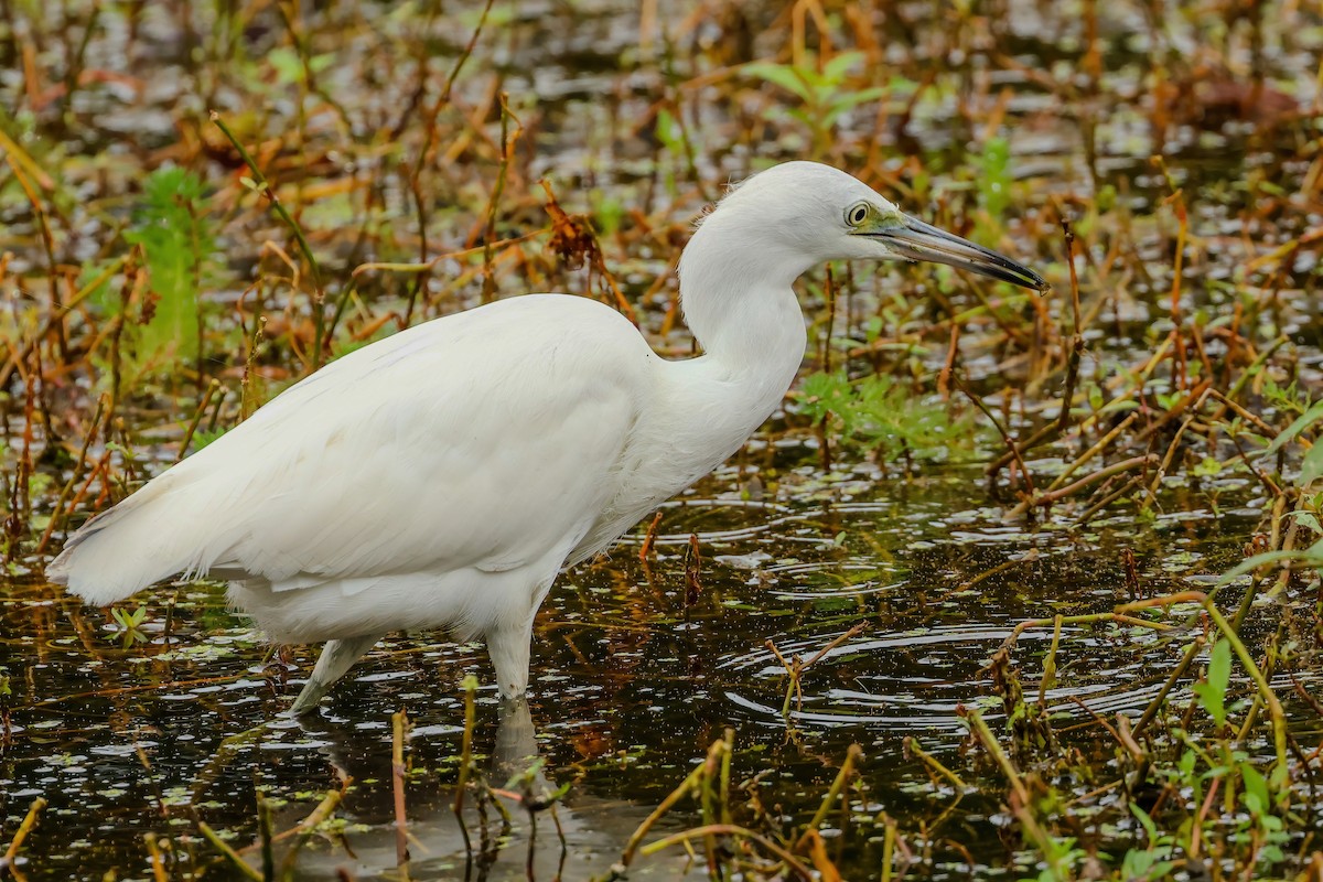 Little Blue Heron - ML642989178