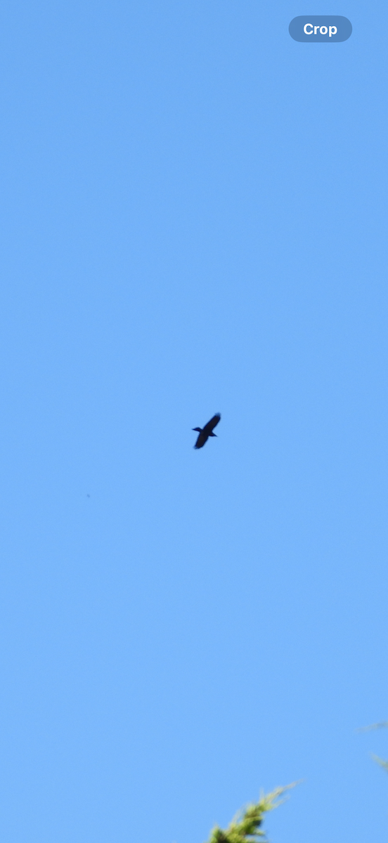 Common Raven - ML642989179