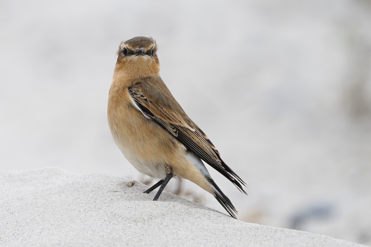 Northern Wheatear - ML642989182
