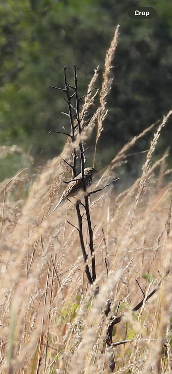 Savannah Sparrow - ML642989186