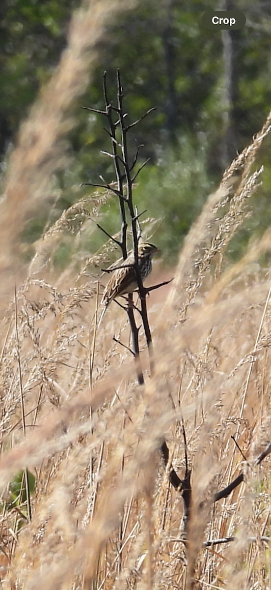 Savannah Sparrow - ML642989187