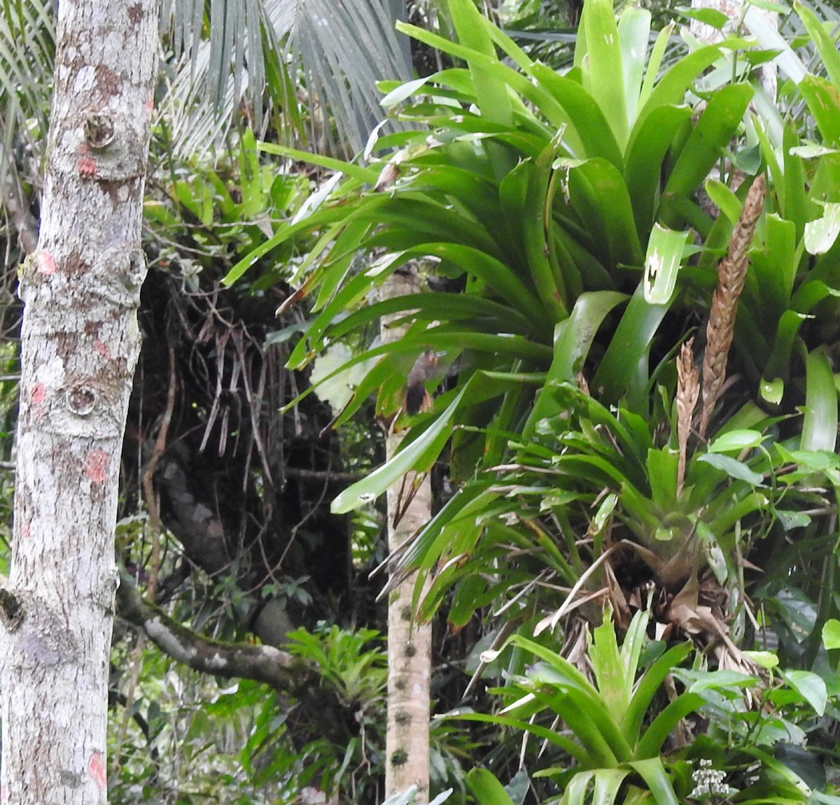 Saw-billed Hermit - ML642989209
