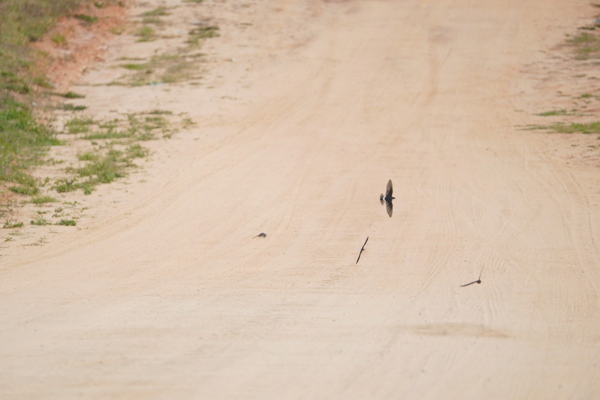 White-rumped Swallow - ML642989234