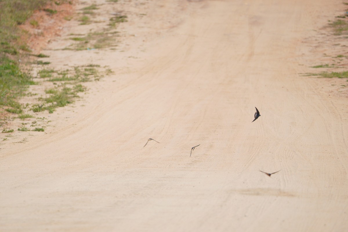 White-rumped Swallow - ML642989235