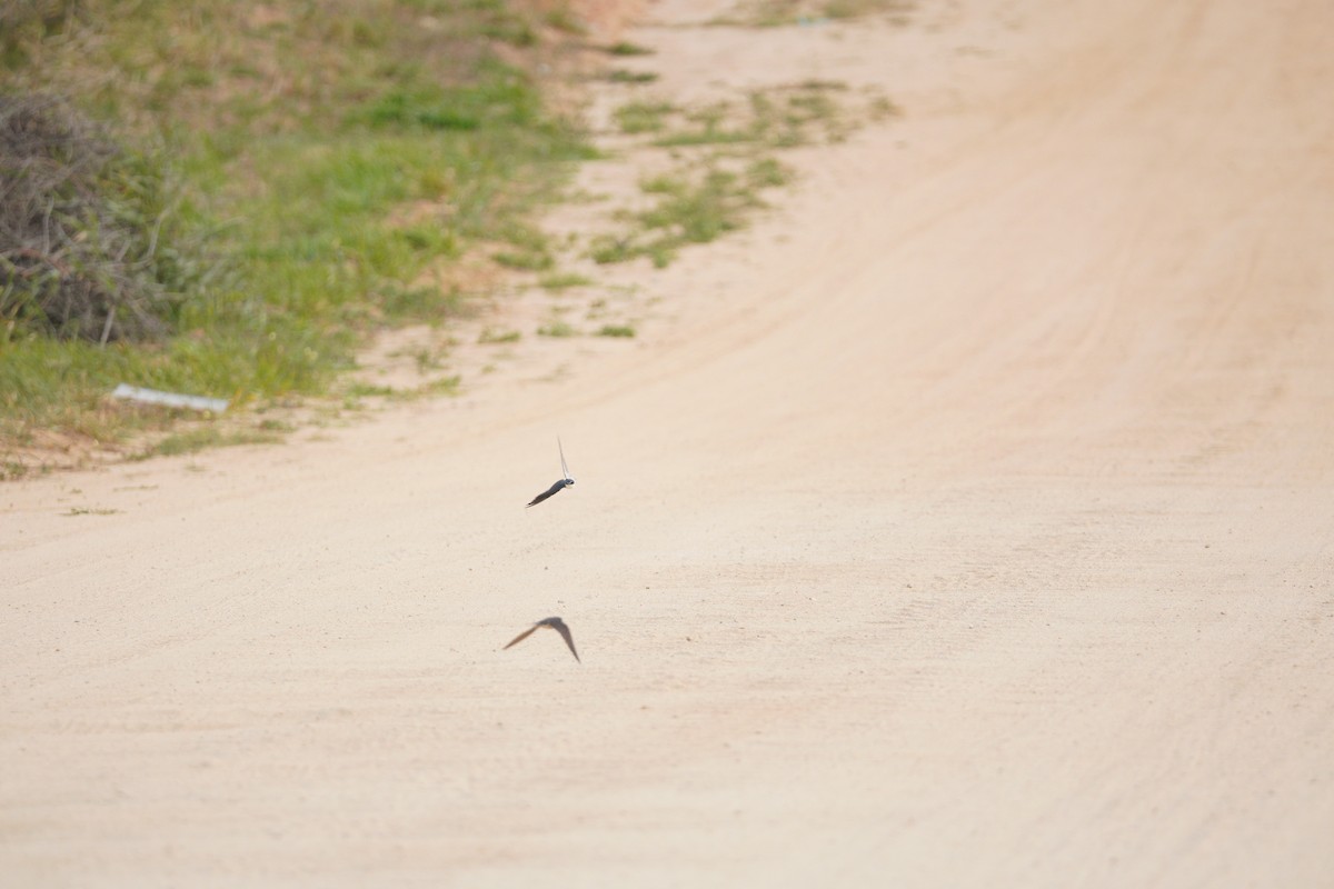 White-rumped Swallow - ML642989236