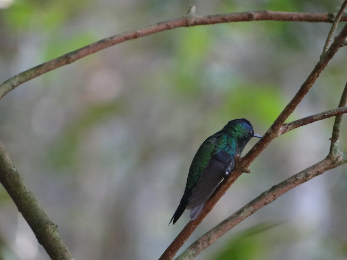 Violet-capped Woodnymph - ML642989244