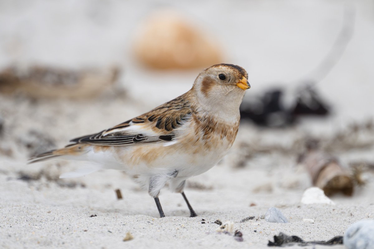 Snow Bunting - ML642989246