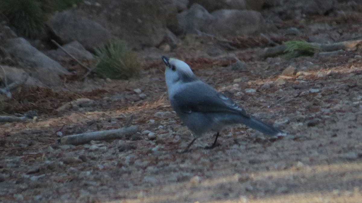 Canada Jay - ML642989267