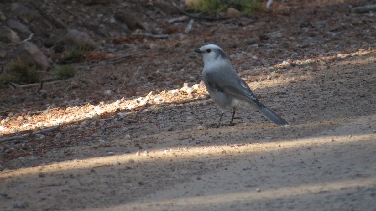 Canada Jay - ML642989268