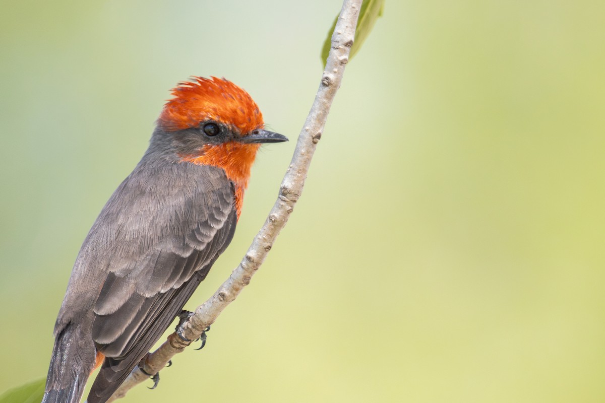 Vermilion Flycatcher - ML642989271