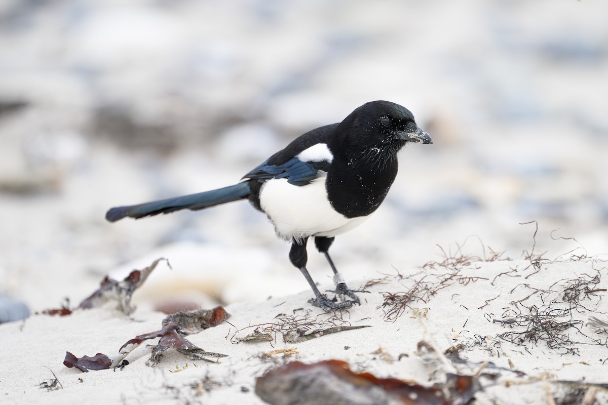 Eurasian Magpie - ML642989276
