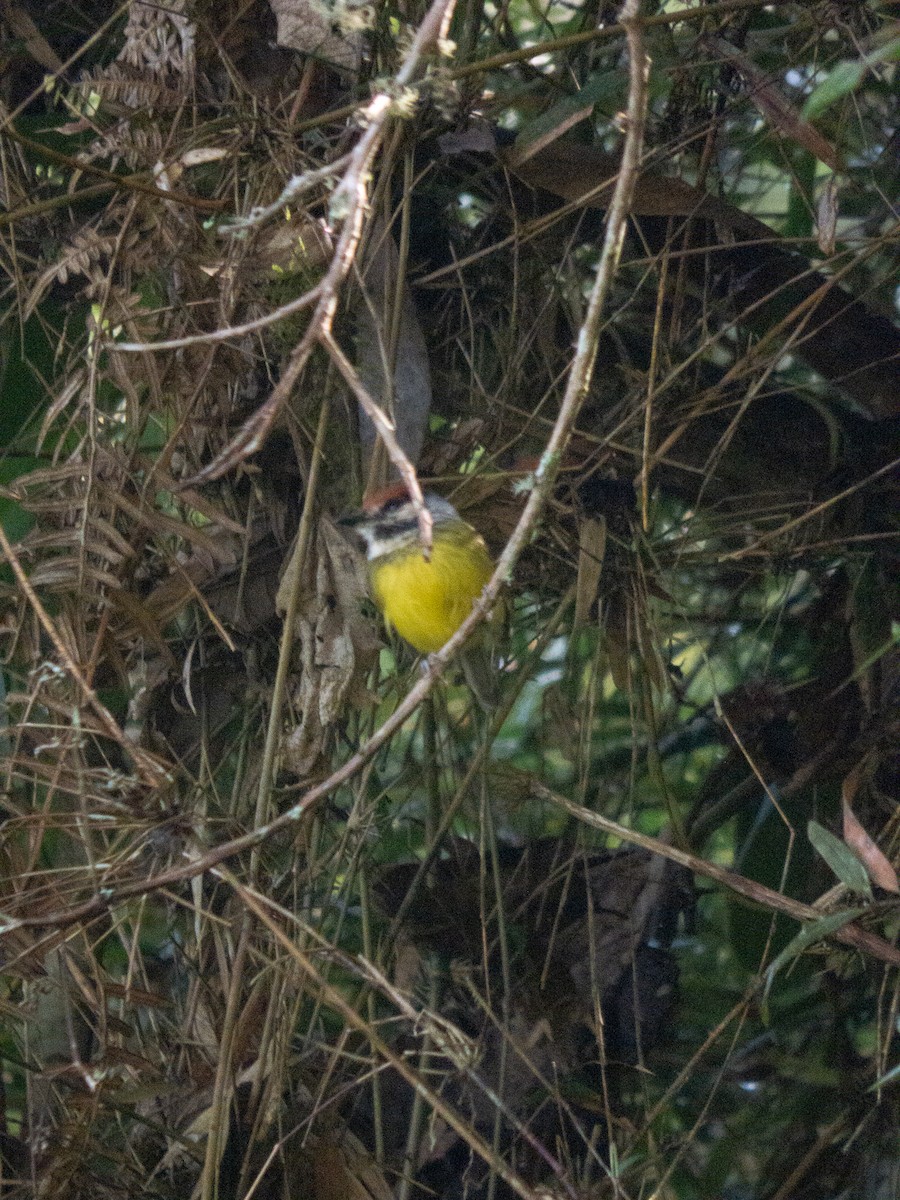 Rufous-crowned Tody-Flycatcher - ML642989284