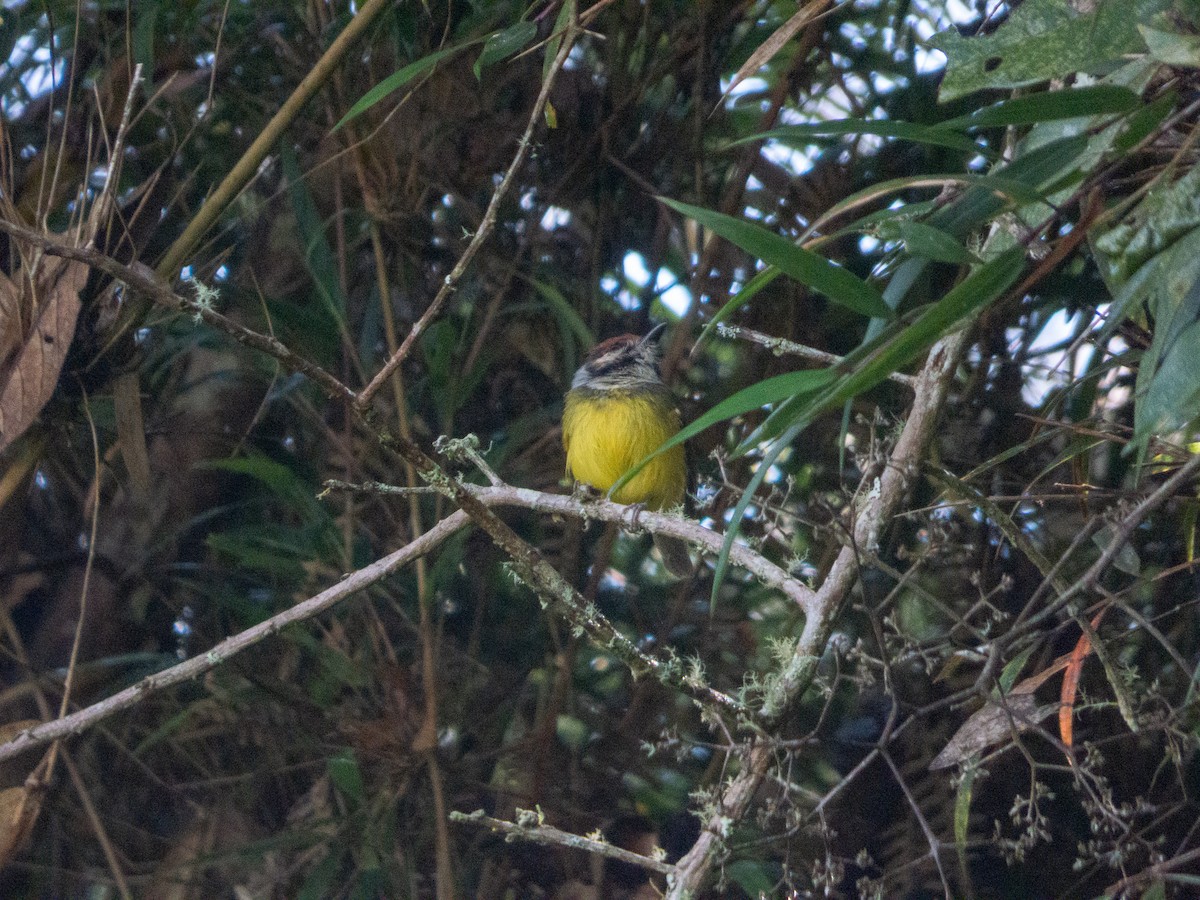 Rufous-crowned Tody-Flycatcher - ML642989285