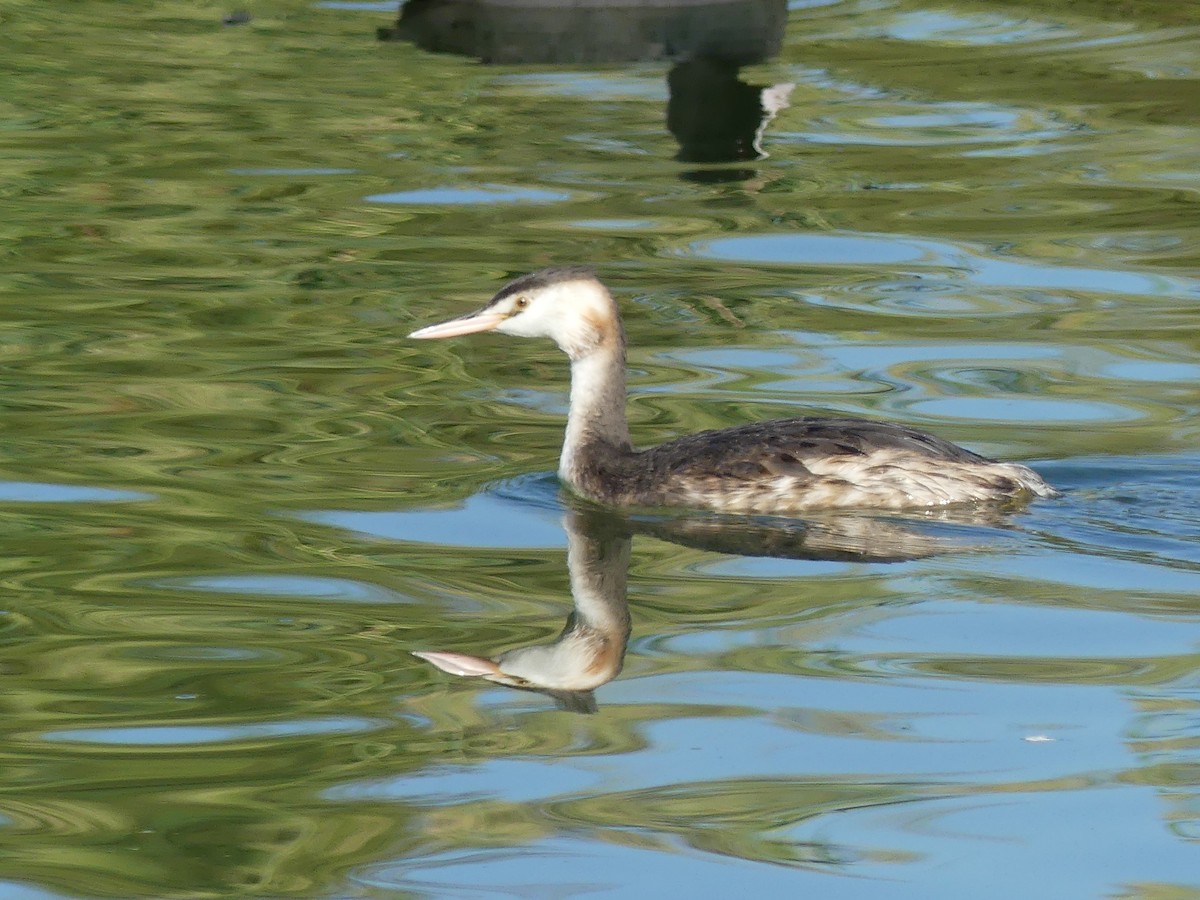 Great Crested Grebe - ML642989286