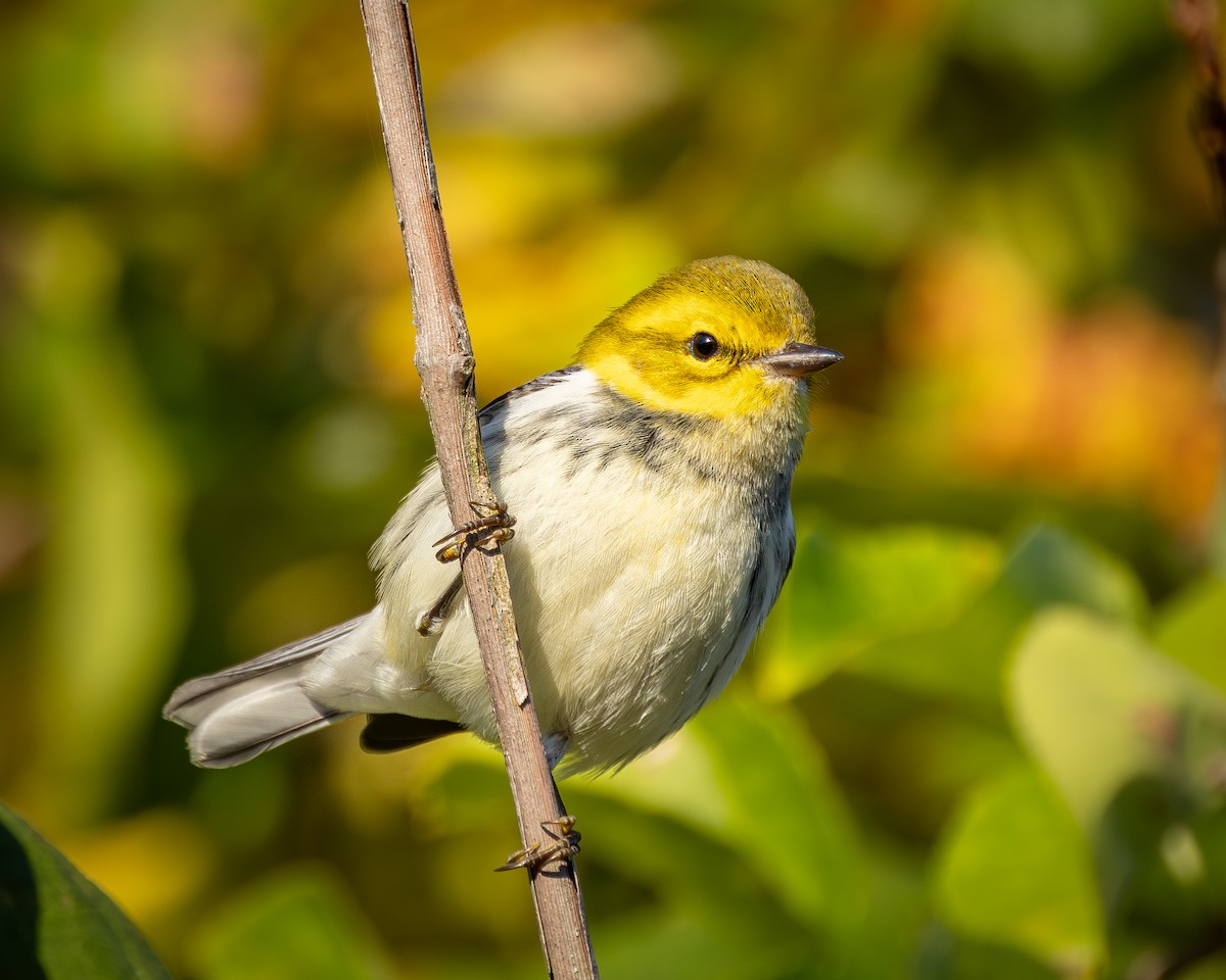 Black-throated Green Warbler - ML642989292