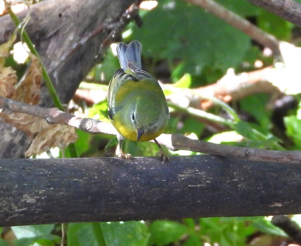 Northern Parula - ML642989303