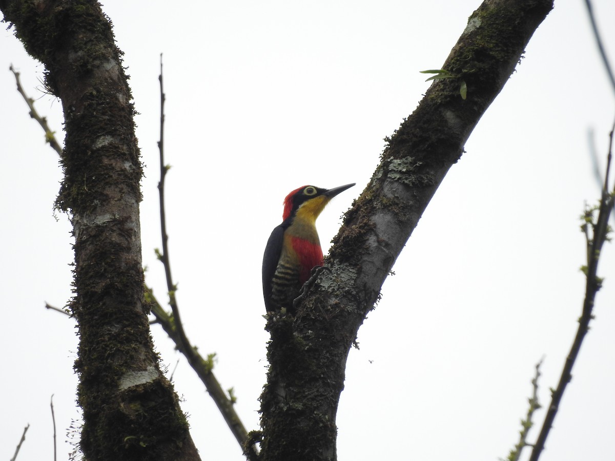 Yellow-fronted Woodpecker - ML642989336