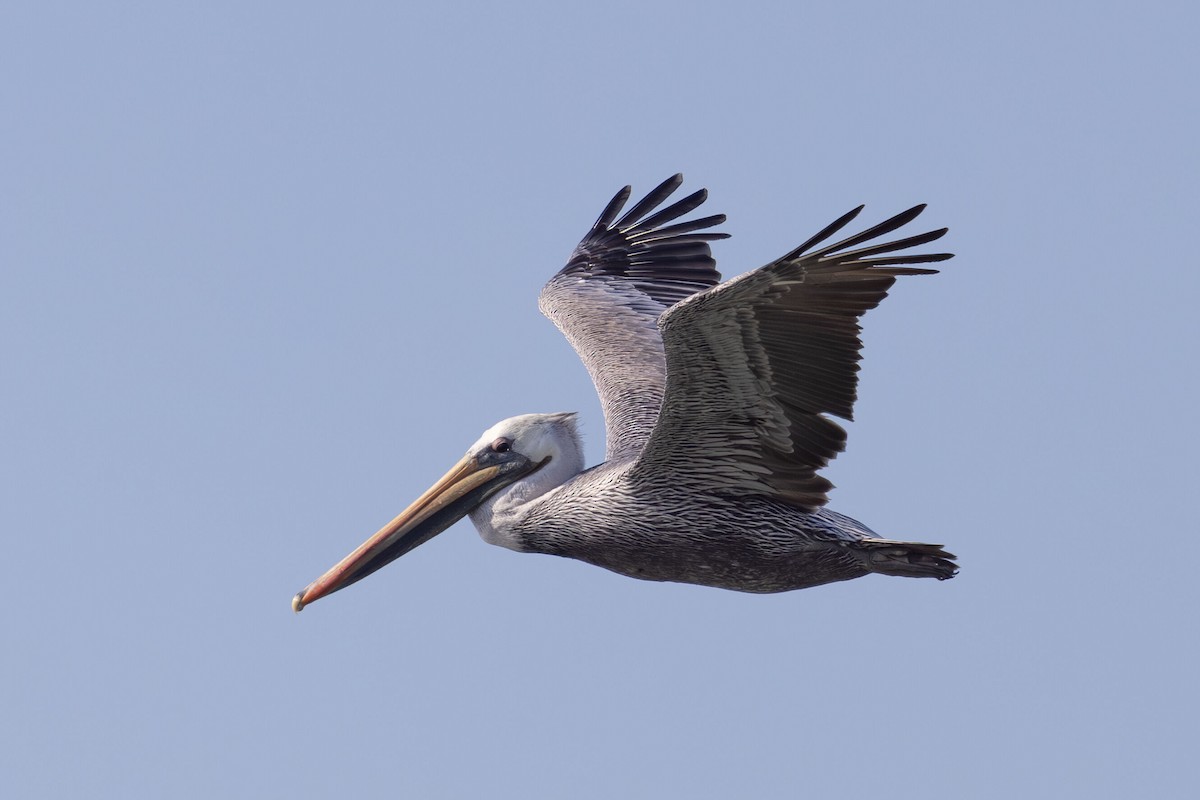 Brown Pelican - ML642989389
