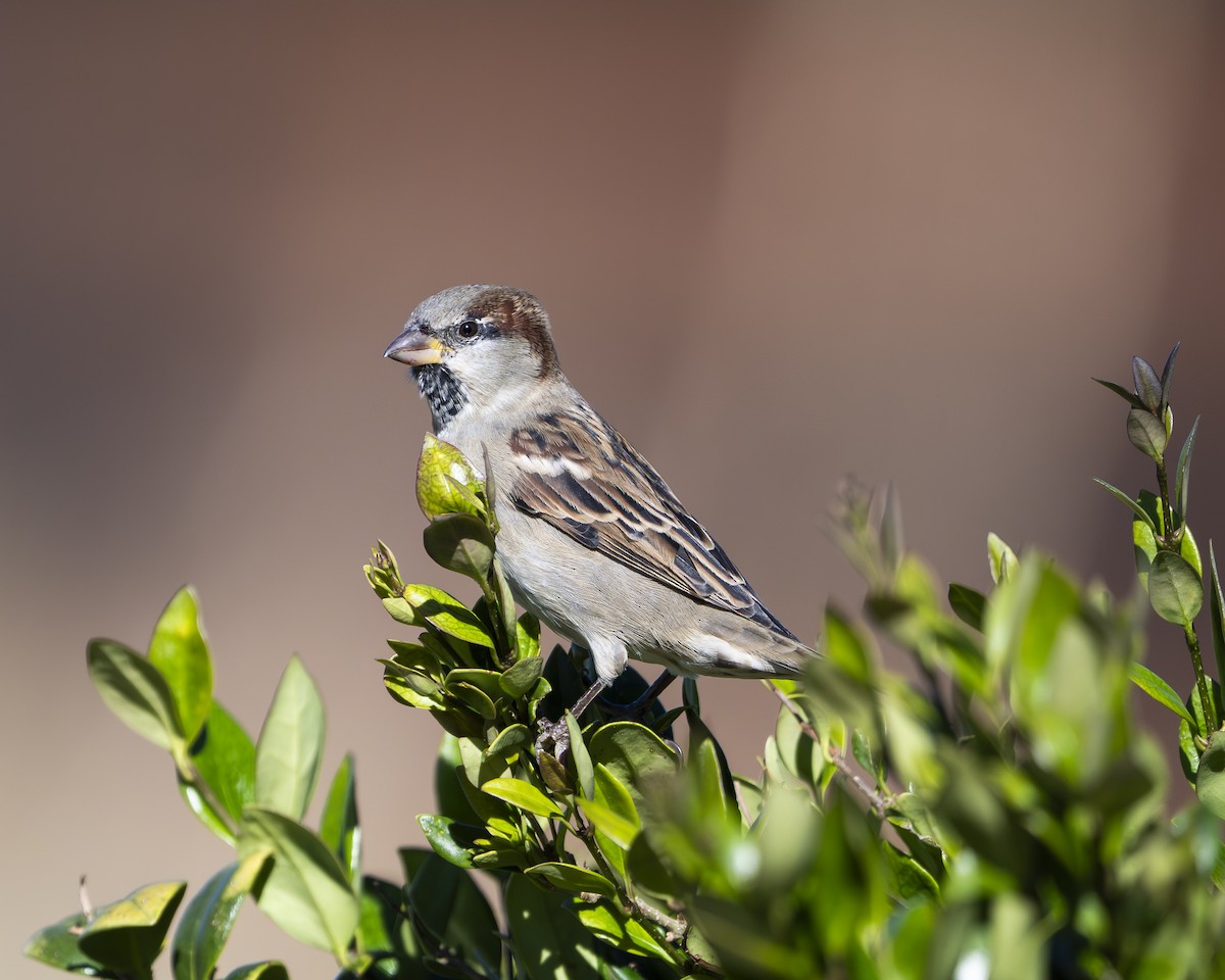 House Sparrow - ML642989421