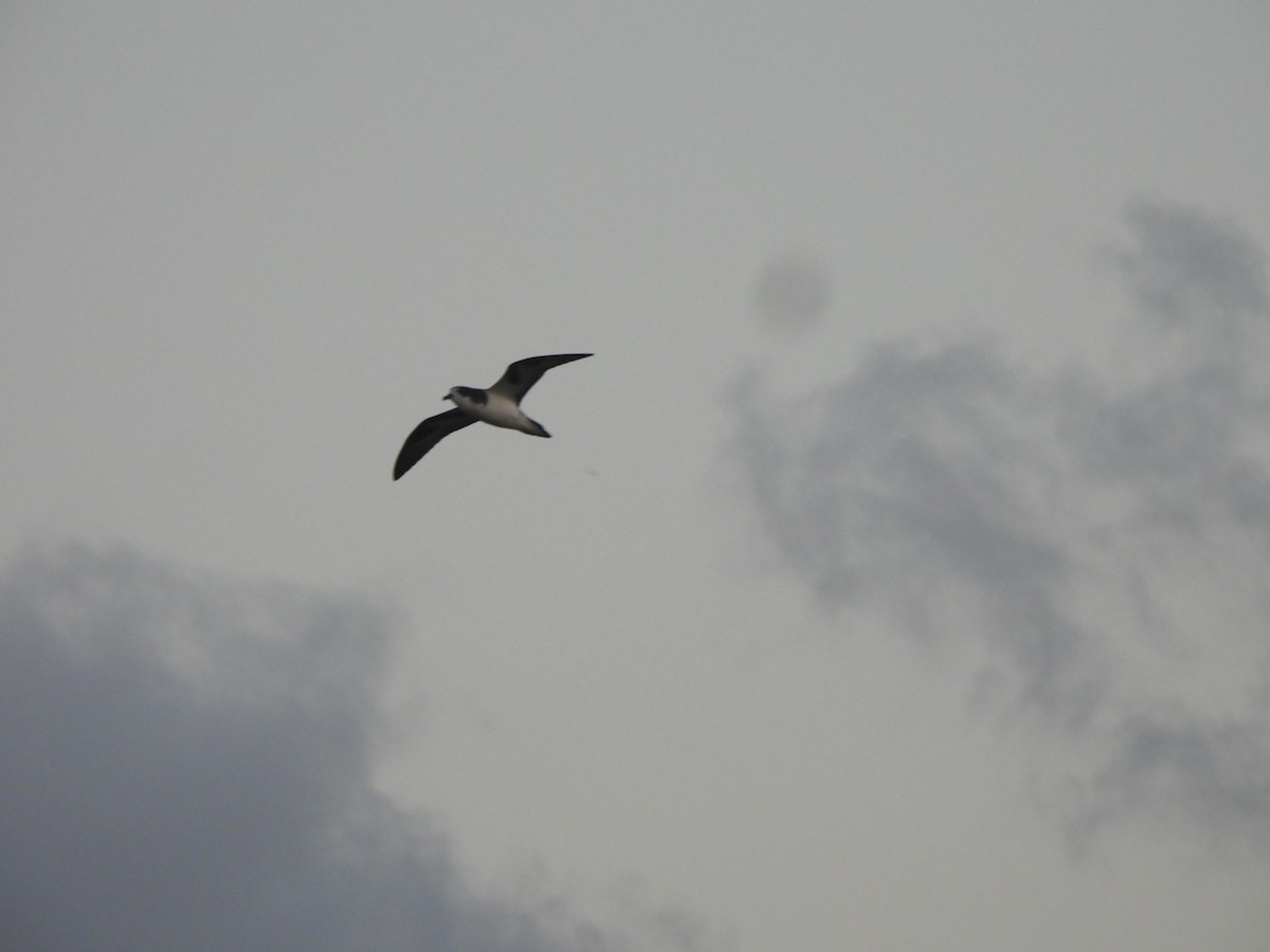 Bonin Petrel - ML642989432