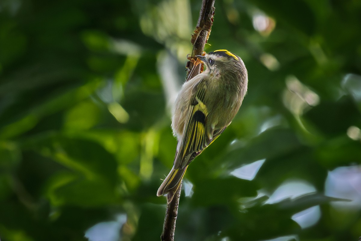 Golden-crowned Kinglet - ML642989450