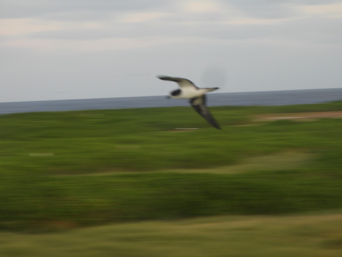 Bonin Petrel - ML642989463