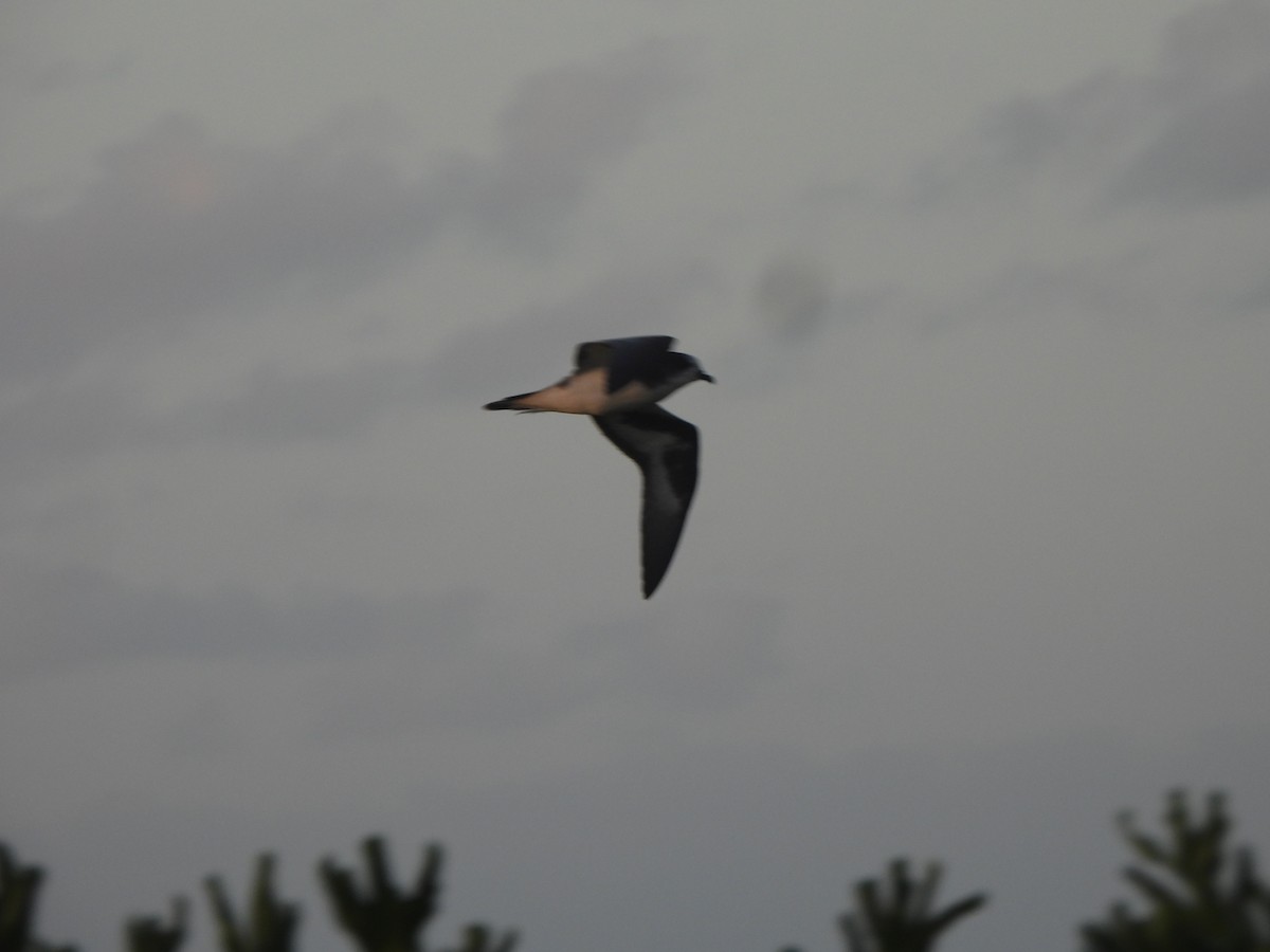 Bonin Petrel - ML642989471