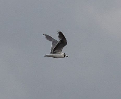 Little Gull - ML642989473