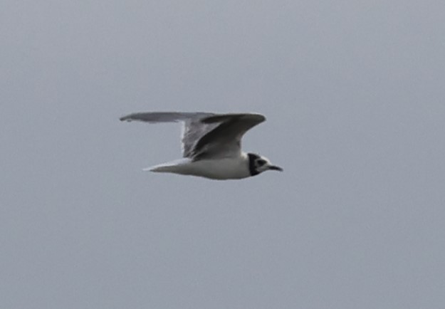 Little Gull - ML642989474