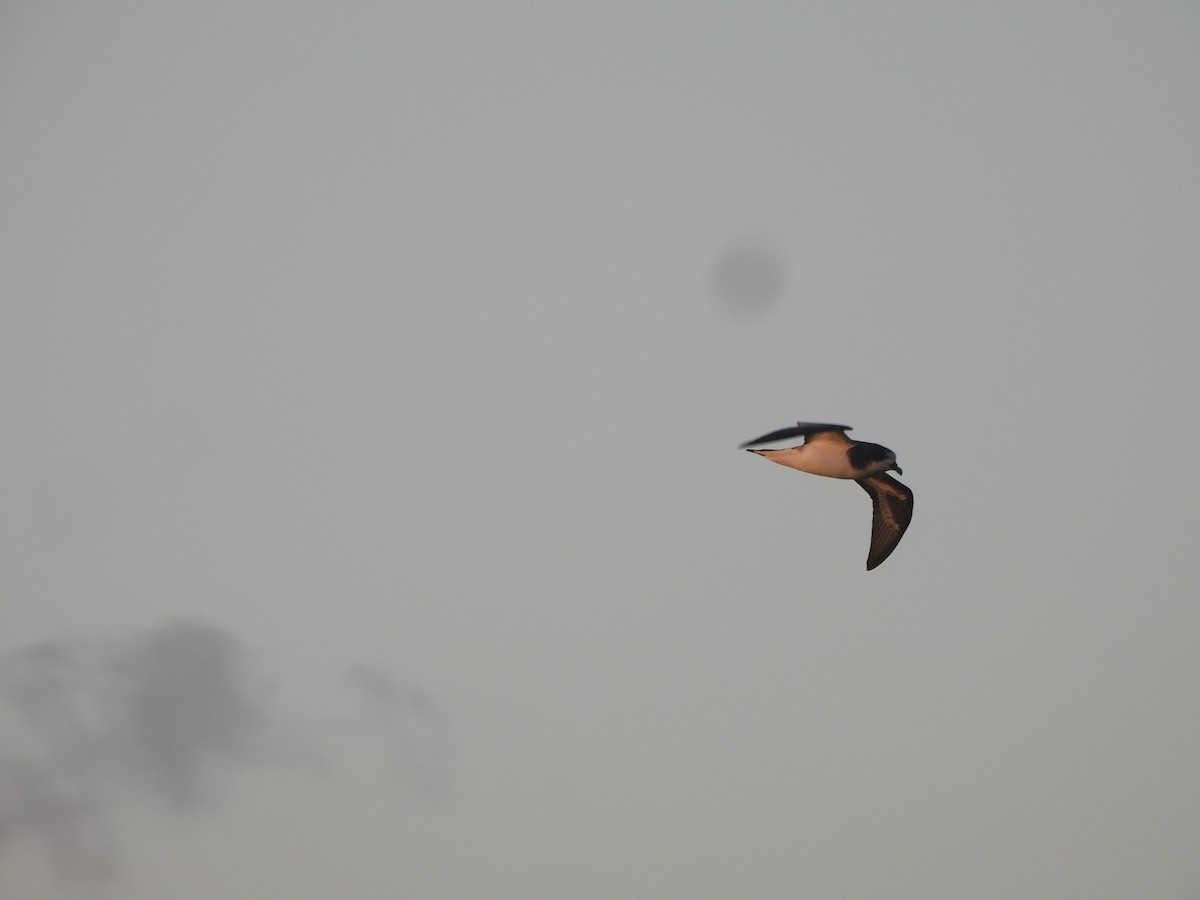 Bonin Petrel - ML642989479