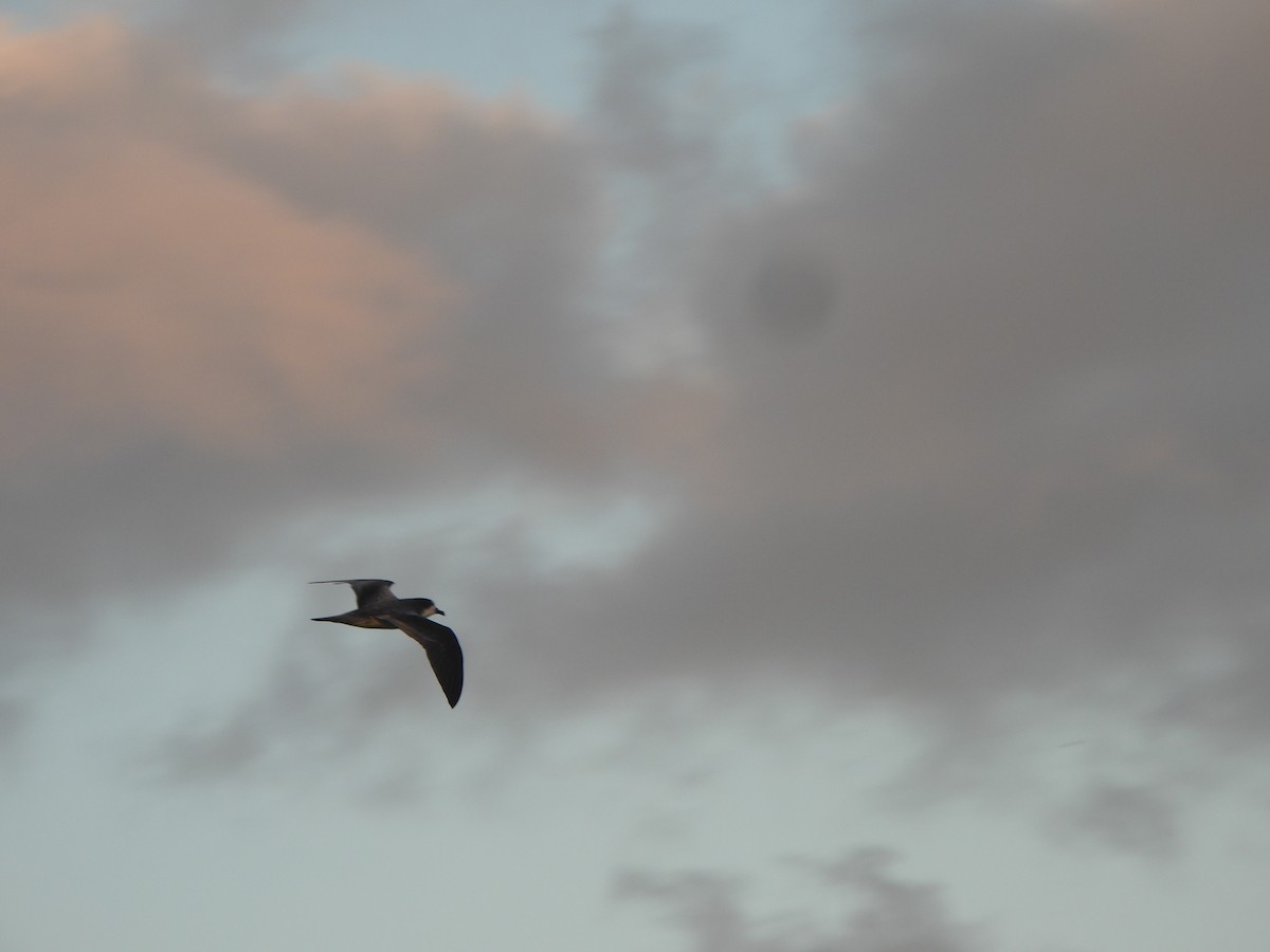 Bonin Petrel - ML642989487