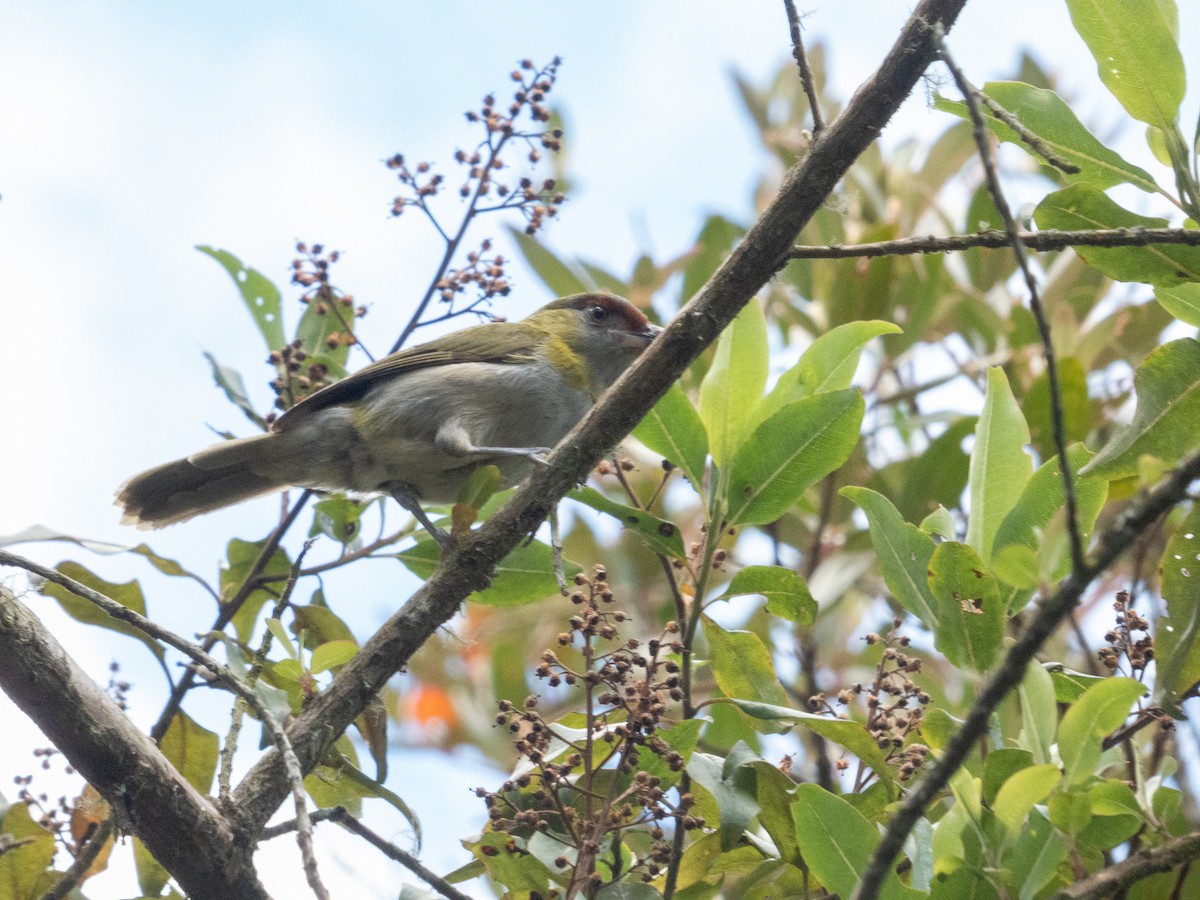 Black-billed Peppershrike - ML642989490