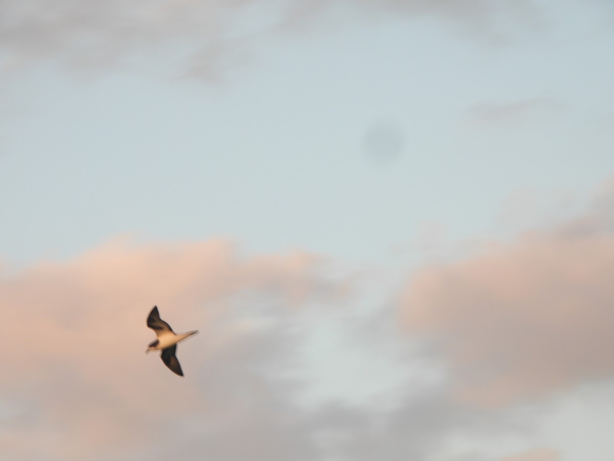 Bonin Petrel - ML642989495