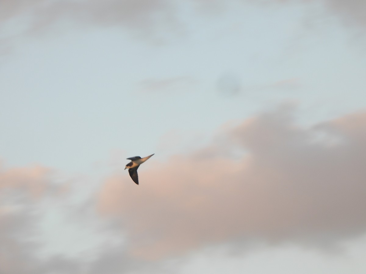 Bonin Petrel - ML642989497