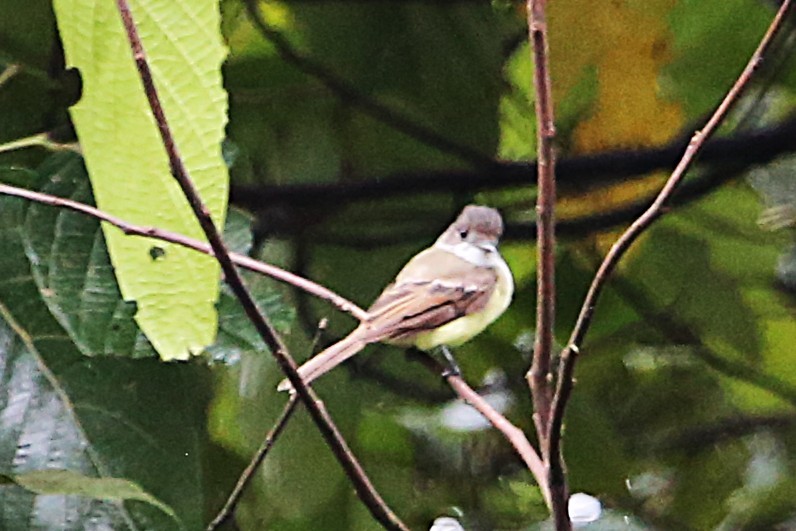 Dusky-capped Flycatcher - ML642989514