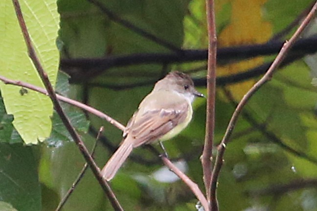Dusky-capped Flycatcher - ML642989515