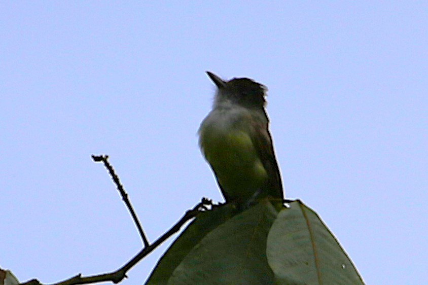 Dusky-capped Flycatcher - ML642989516