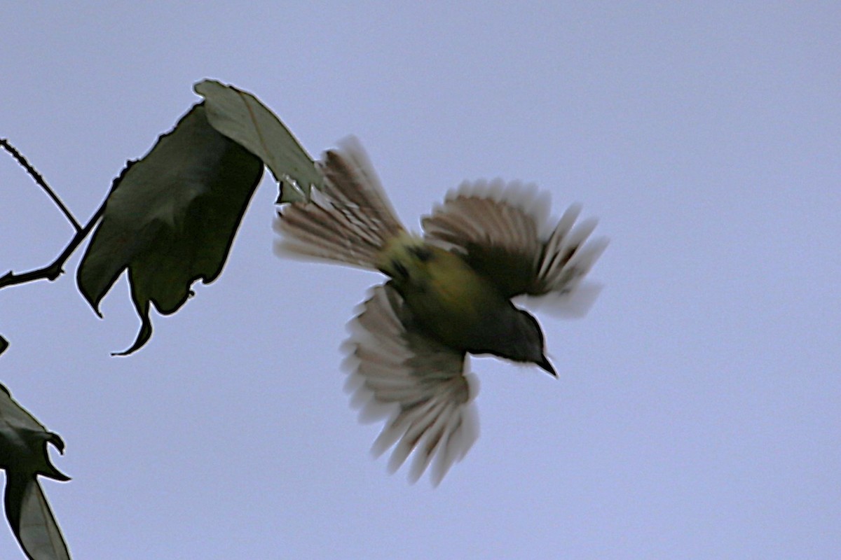 Dusky-capped Flycatcher - ML642989517